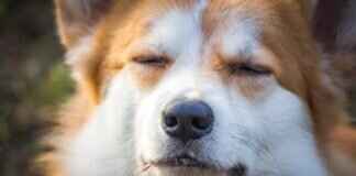 Does Renters Insurance Cover Dog Bites? What You Need to Know Does Renters Insurance Cover Dog Bites? What You Need to Know