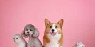 Köpeğin Arı Tarafından Isırılması – Sonrasında Ne Yapmalı Köpeğin Arı Tarafından Isırılması – Sonrasında Ne Yapmalı