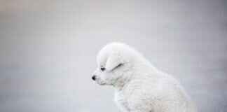 Köpek Isırığı Antibiyotikleri – Ne Zaman Gereklidir? Köpek Isırığı Antibiyotikleri – Ne Zaman Gereklidir?