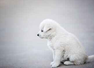 Köpek Isırığı Antibiyotikleri – Ne Zaman Gereklidir? Köpek Isırığı Antibiyotikleri – Ne Zaman Gereklidir?