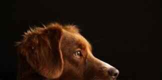 Dog Bite Awareness – How to Prevent and Respond to Attacks   Dog Bite Awareness – How to Prevent and Respond to Attacks # Köpek Isırma Farkındalığı – Saldırılardan Nasıl Kaçınılır ve Tepki Verilir