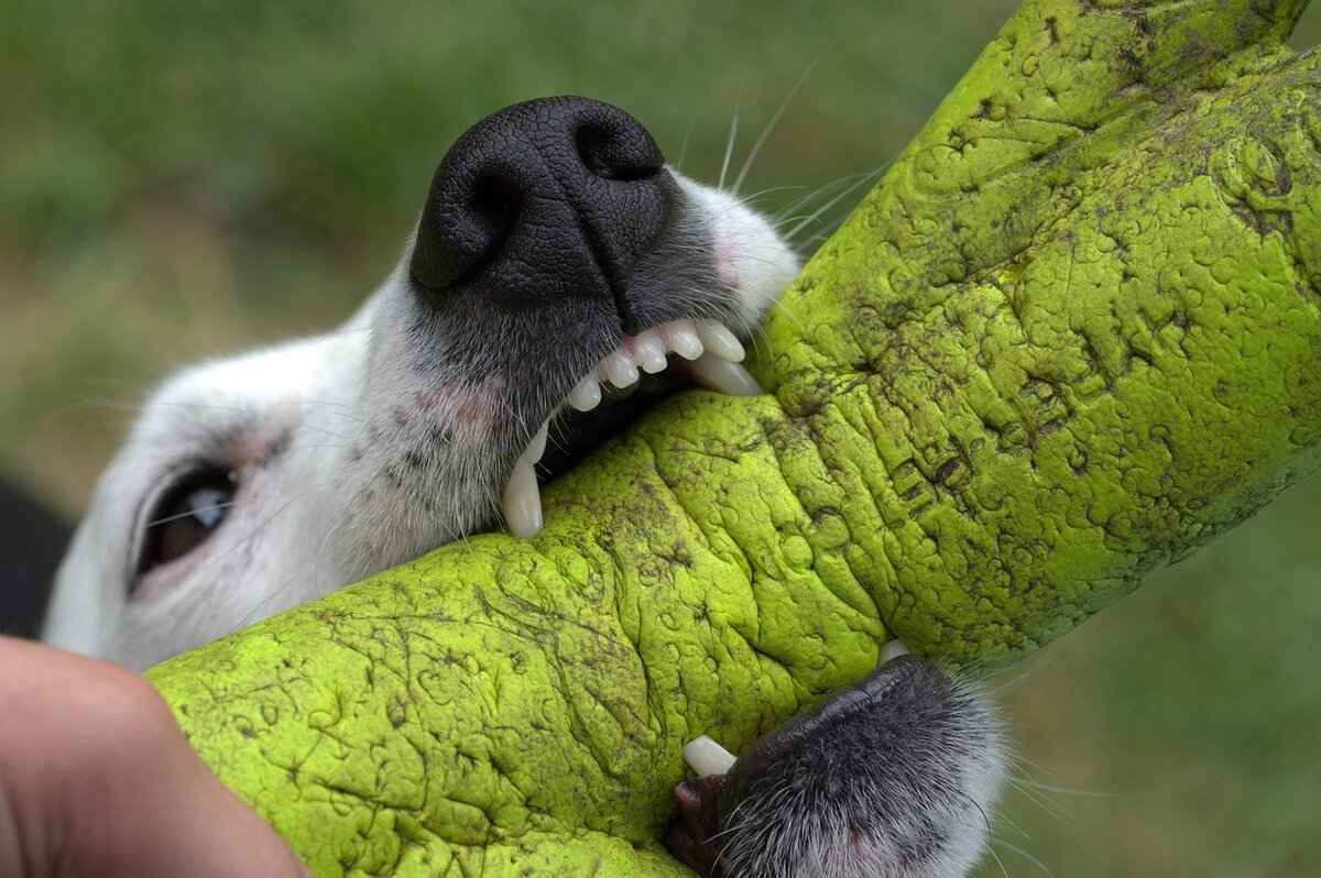 Understanding Dog Bites