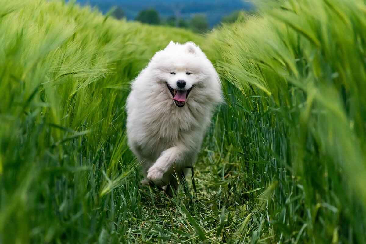 Preventing Dog Bites in the Future