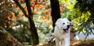 Dog Bite Bruising – What It Means and When to Seek Help Dog Bite Bruising – What It Means and When to Seek Help