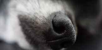 Köpek Isırığı Morarması – Ne Anlama Gelir ve Ne Zaman Yardım Almalısınız? Köpek Isırığı Morarması – Ne Anlama Gelir ve Ne Zaman Yardım Almalısınız?