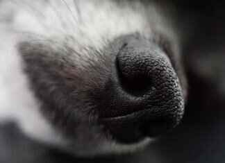 Köpek Isırığı Morarması – Ne Anlama Gelir ve Ne Zaman Yardım Almalısınız? Köpek Isırığı Morarması – Ne Anlama Gelir ve Ne Zaman Yardım Almalısınız?