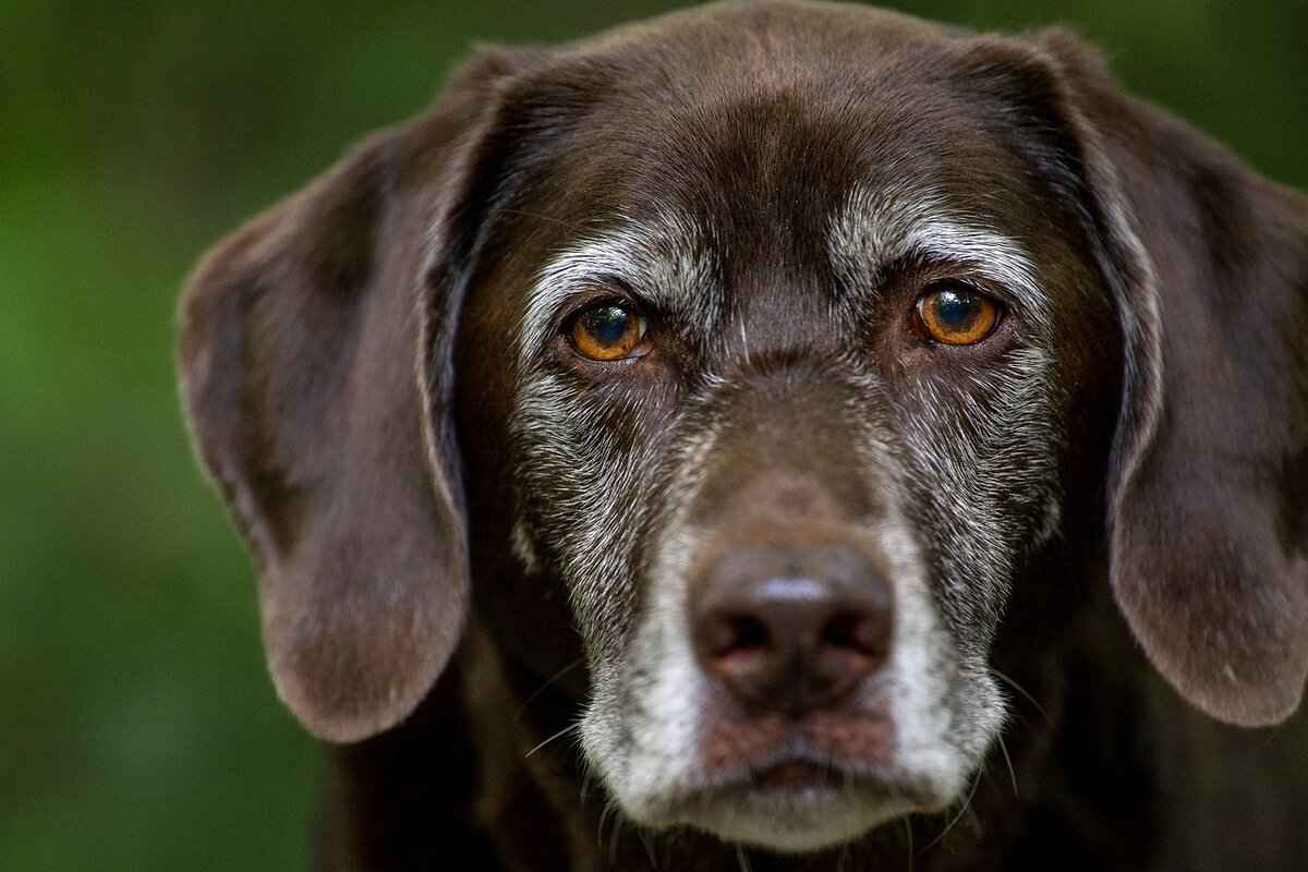 Understanding Dog Bite Bruising
