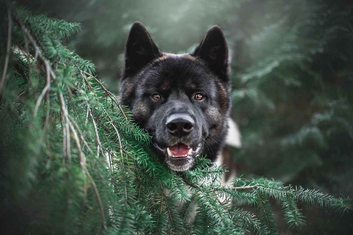 Treatment Options for Dog Bite Bruising
