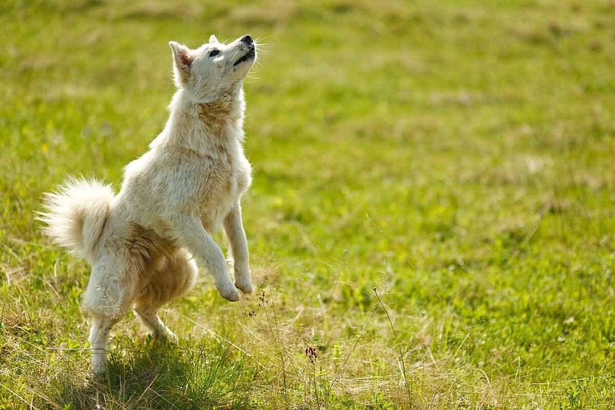 Preventing Dog Bites