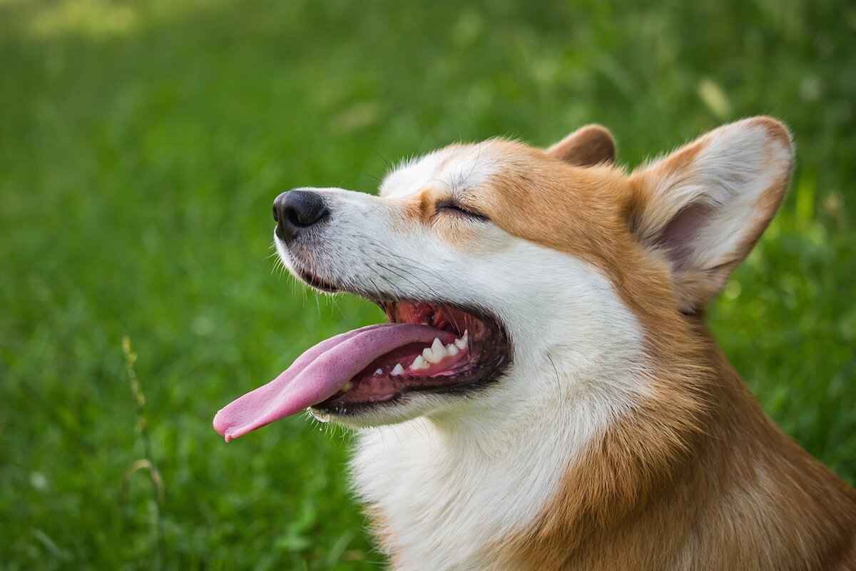 Symptoms of Dog Bite Bruising
