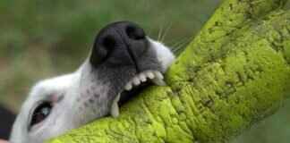 Dog Bite Cases and Homeowners Insurance – What’s Covered? Dog Bite Cases and Homeowners Insurance – What’s Covered?