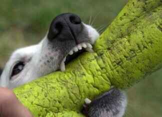 Dog Bite Cases and Homeowners Insurance – What’s Covered? Dog Bite Cases and Homeowners Insurance – What’s Covered?