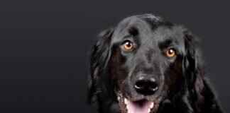 Köpek Isırma Davaları ve Ev Sahipleri Sigortası – Neler Kapsanıyor? Köpek Isırma Davaları ve Ev Sahipleri Sigortası - Neler Kapsanıyor?