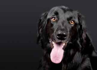 Köpek Isırma Davaları ve Ev Sahipleri Sigortası – Neler Kapsanıyor? Köpek Isırma Davaları ve Ev Sahipleri Sigortası - Neler Kapsanıyor?