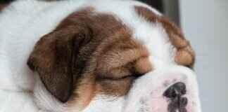 Dog Bite Compensation – What Victims Need to Know Dog Bite Compensation – What Victims Need to Know