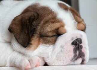 Dog Bite Compensation – What Victims Need to Know Dog Bite Compensation – What Victims Need to Know