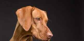 Dog Bite Face Injury – How to Prevent Scarring and Infections Dog Bite Face Injury – How to Prevent Scarring and Infections