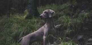 Köpek Isırığı İlk Yardım Kiti – Her Evcil Hayvan Sahibi İçin Gerekli Olanlar Köpek Isırığı İlk Yardım Kiti – Her Evcil Hayvan Sahibi İçin Gerekli Olanlar