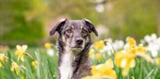 Dog Bite Force Chart – Comparing Popular Breeds Dog Bite Force Chart – Comparing Popular Breeds