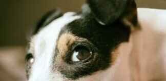 Köpek Isırma Gücü Tablosu – Popüler Irkların Karşılaştırılması Köpek Isırma Gücü Tablosu – Popüler Irkların Karşılaştırılması