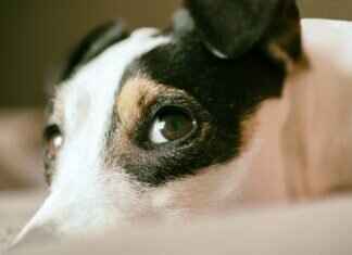 Köpek Isırma Gücü Tablosu – Popüler Irkların Karşılaştırılması Köpek Isırma Gücü Tablosu – Popüler Irkların Karşılaştırılması