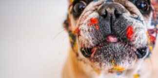 Köpek Isırığı ICD-10 Kodu – Tıbbi Sınıflandırmayı Anlamak Köpek Isırığı ICD-10 Kodu – Tıbbi Sınıflandırmayı Anlamak