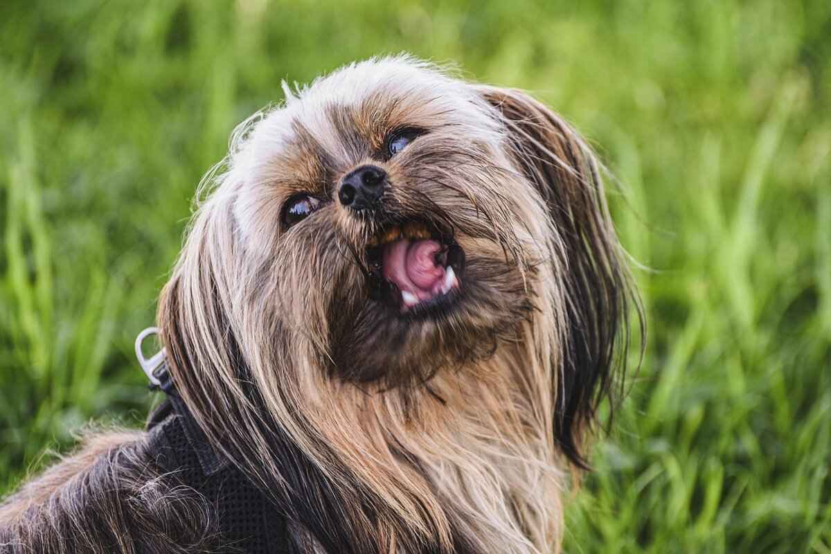 Köpek Isırığı ICD-10 Kodu – Tıbbi Sınıflandırmayı Anlamak 1 Köpek Isırığı Nedir?