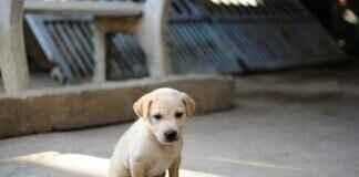 Dog Bite Infection Symptoms – When to Seek Medical Attention Dog Bite Infection Symptoms – When to Seek Medical Attention