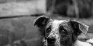 Köpek Isırığı Enfeksiyonu Belirtileri – Ne Zaman Tıbbi Yardım Alınmalı Köpek Isırığı Enfeksiyonu Belirtileri – Ne Zaman Tıbbi Yardım Alınmalı