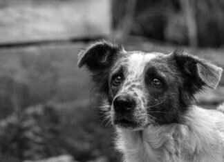 Köpek Isırığı Enfeksiyonu Belirtileri – Ne Zaman Tıbbi Yardım Alınmalı Köpek Isırığı Enfeksiyonu Belirtileri – Ne Zaman Tıbbi Yardım Alınmalı