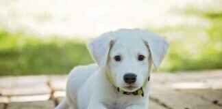 Dog Bite Injury Lawyer Near Me – How to Choose the Right One Dog Bite Injury Lawyer Near Me – How to Choose the Right One