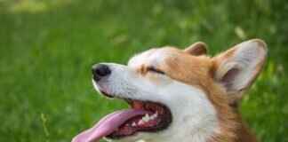 Köpek Isırma Yasaları Eyaletlere Göre – Bir Kurban Olarak Haklarınızı Bilin Köpek Isırma Yasaları Eyaletlere Göre – Bir Kurban Olarak Haklarınızı Bilin