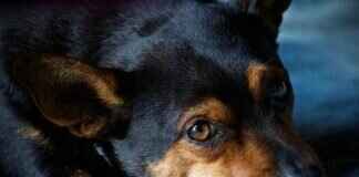 Dog Bite Lawsuits – How to Win Your Case and Get Maximum Compensation  Dog Bite Lawsuits – How to Win Your Case and Get Maximum Compensation # Dog Bite Lawsuits – How to Win Your Case and Get Maximum Compensation