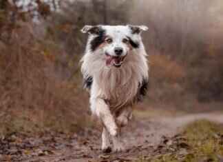 Köpek Isırma Hukuku ve Sigorta Konuları Köpek Isırma Hukuku ve Sigorta Konuları