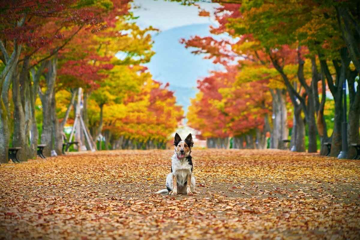 Köpek Isırma Hukuku ve Sigorta Konuları 1 Köpek Isırma Davaları Nedir?