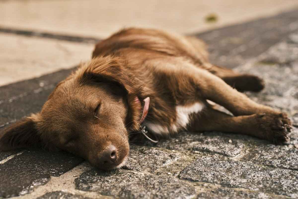 Köpek Isırma Hukuku ve Sigorta Konuları 3 Köpek Sigortası