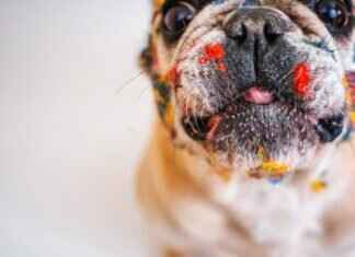Dog Bite Legal Defenses – What You Need to Know as a Dog Owner Dog Bite Legal Defenses – What You Need to Know as a Dog Owner