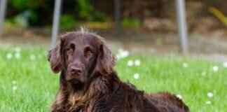 Köpek Isırığı İlaçları – Ağrı ve Enfeksiyon İçin Ne Alınmalı Köpek Isırığı İlaçları – Ağrı ve Enfeksiyon İçin Ne Alınmalı