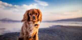 Dog Bite on Hand – How to Care for a Wound to Prevent Infection Dog Bite on Hand – How to Care for a Wound to Prevent Infection