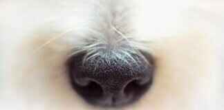 Dog Bite on Leg – What You Need to Do Right Away Dog Bite on Leg – What You Need to Do Right Away