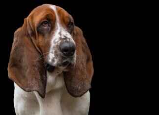 Köpek Isırması: Bacakta Yapmanız Gerekenler Köpek Isırması: Bacakta Yapmanız Gerekenler