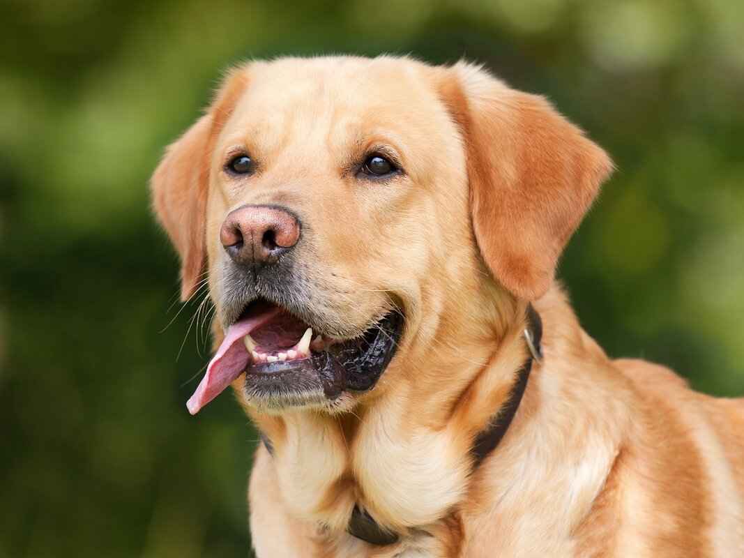 Understanding Dog Behavior