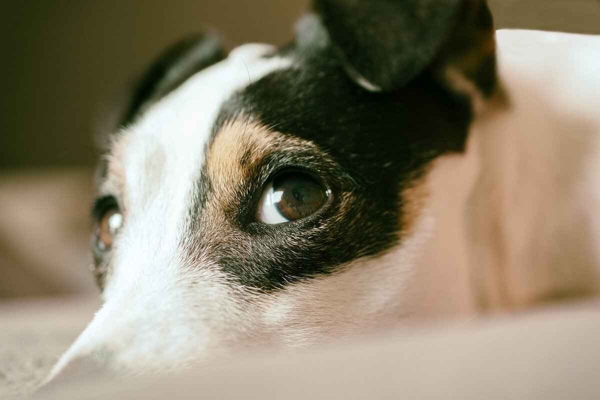 First Aid for Dog Bites