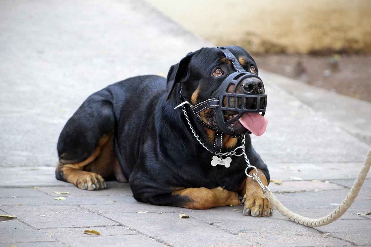 Preventive Measures for Dog Interactions