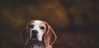 Dog Bite Prevention Tips for Pet Owners and Parents Dog Bite Prevention Tips for Pet Owners and Parents