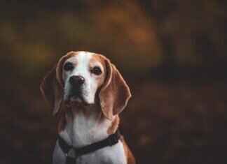 Dog Bite Prevention Tips for Pet Owners and Parents Dog Bite Prevention Tips for Pet Owners and Parents