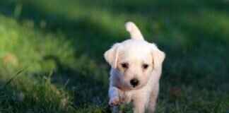 Köpek Isırığı İzleri – Uzun Süreli Cilt Hasarını Önleme ve Tedavi Etme Yöntemleri Köpek Isırığı İzleri – Uzun Süreli Cilt Hasarını Önleme ve Tedavi Etme Yöntemleri