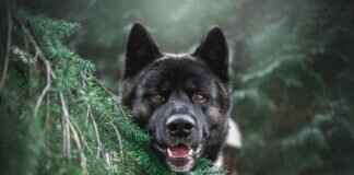 Dog Bite Statistics by Breed – Which Dogs Bite the Most? Dog Bite Statistics by Breed – Which Dogs Bite the Most?