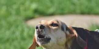 Köpek Isırma İstatistikleri – Hangi Köpekler En Fazla Isırır? Köpek Isırma İstatistikleri - Hangi Köpekler En Fazla Isırır?