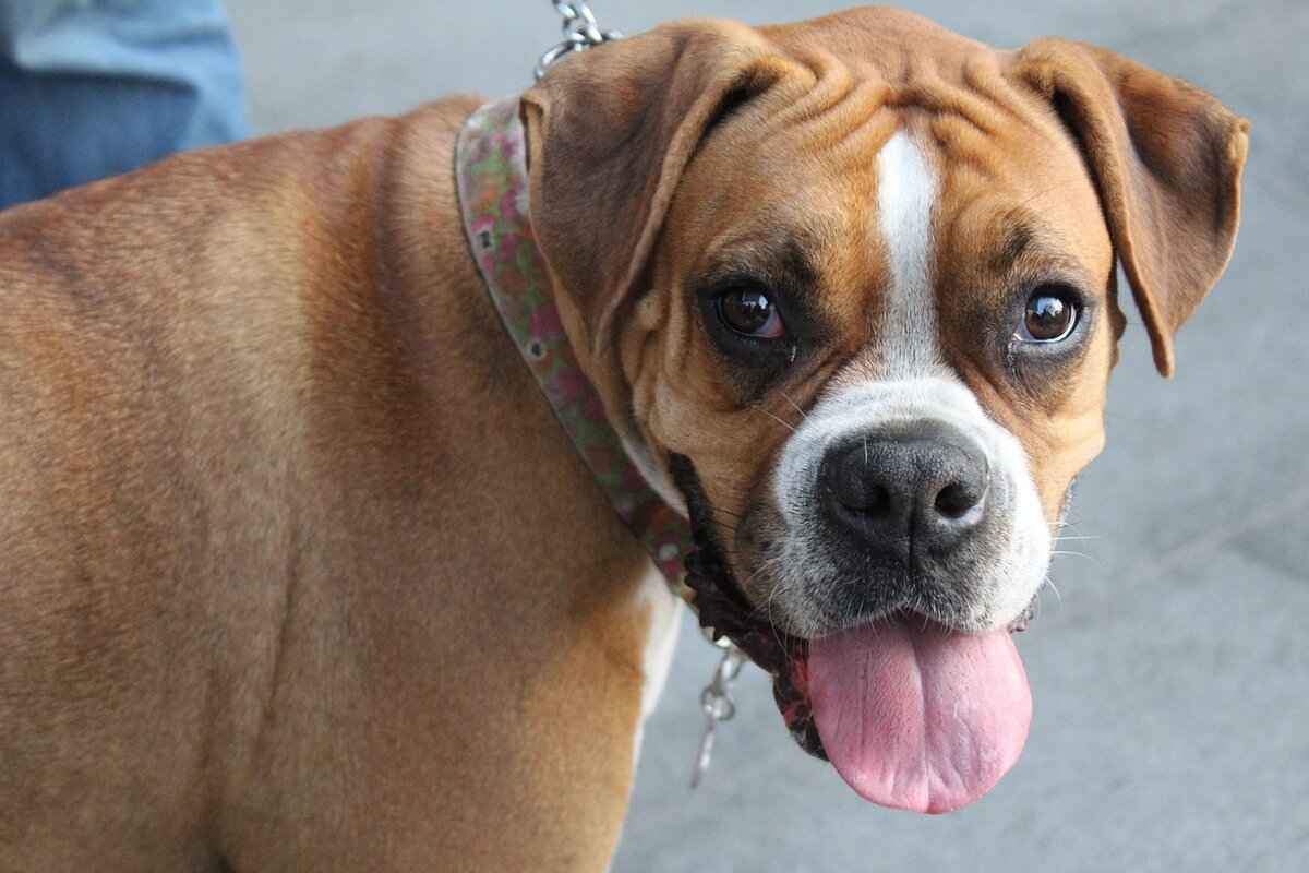 Köpek Eğitimi ve Sosyalleşme